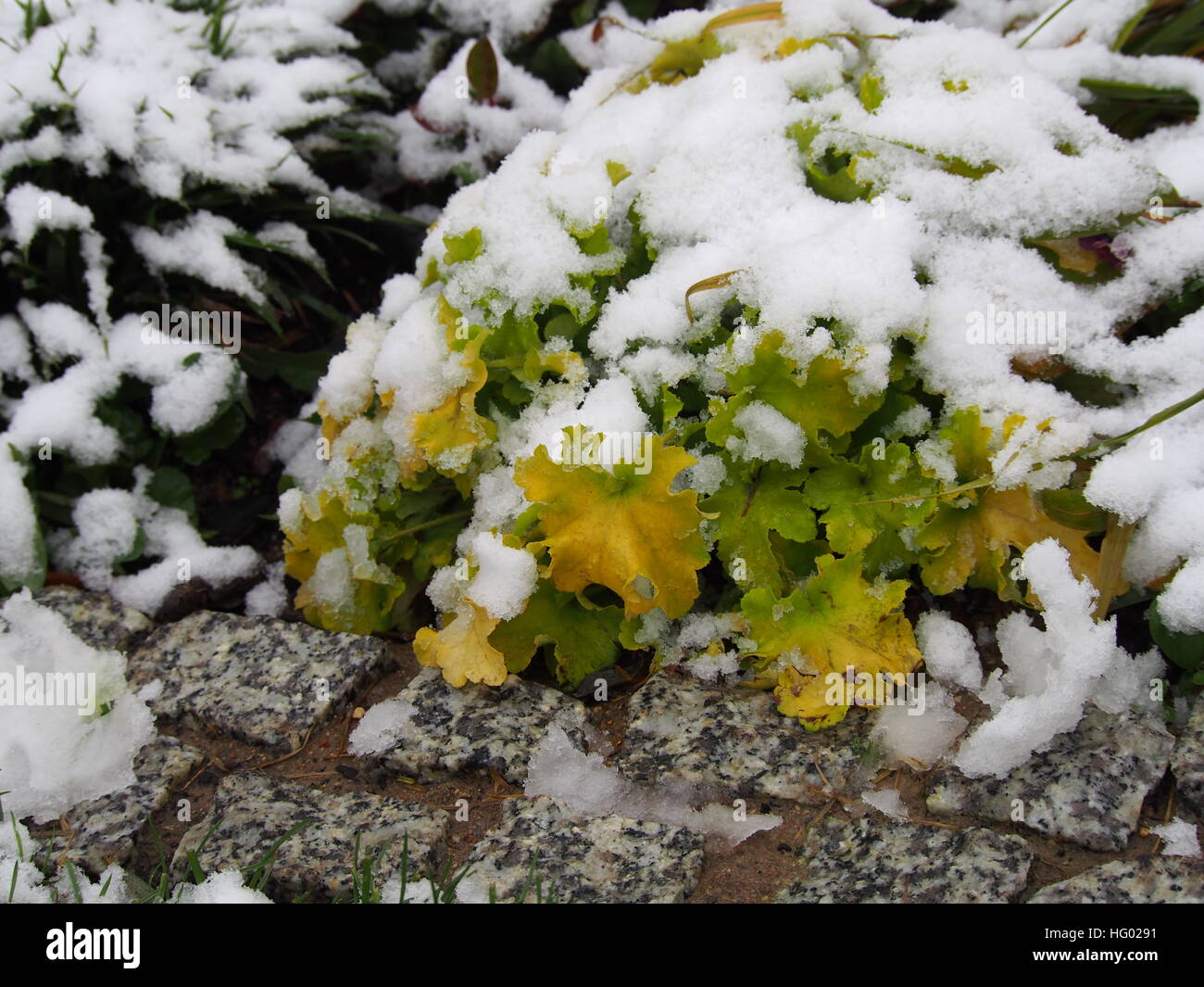 Schuss von Heuchera (Purpurglöckchen, Alumroot) Winter "Lime Marmelade" Stockfoto