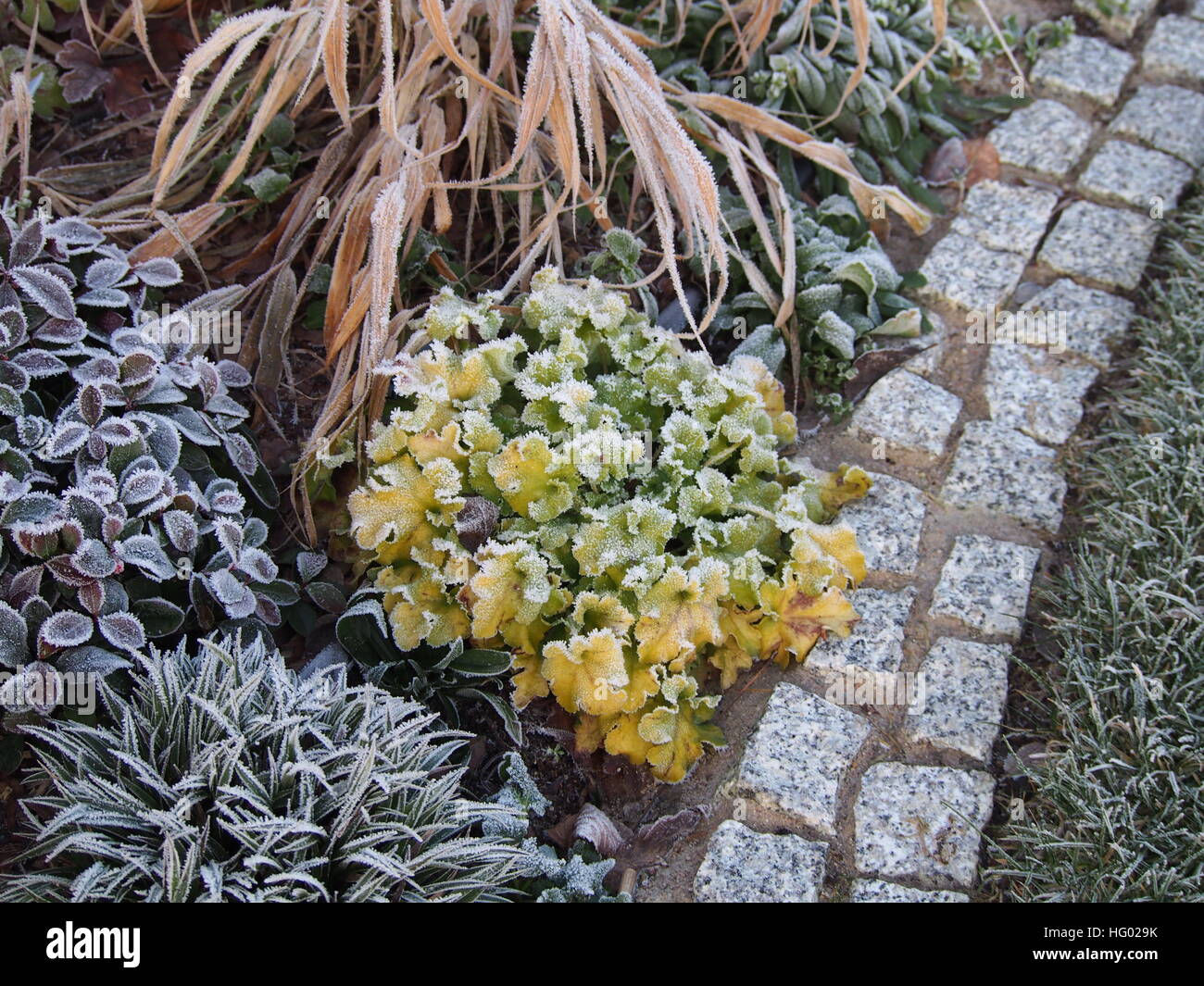 Heuchera (Purpurglöckchen, Alumroot) 'Lime Marmelade"mit Hakonechloa (Hakone Rasen), Luzula Pilosa 'Igel', Callunen Procumbens Stockfoto