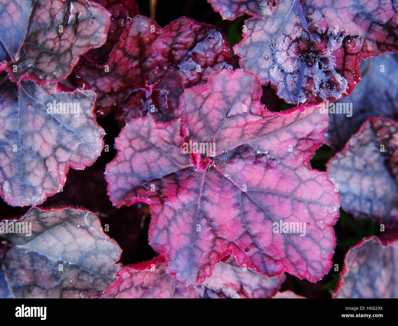 Lila Purpurglöckchen, Alumroot - Heuchera "Magnum" Stockfoto