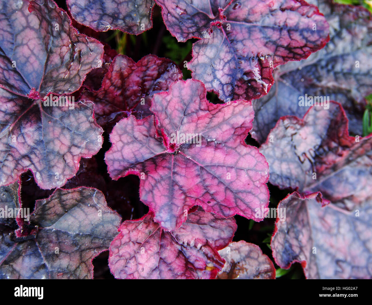 Lila Purpurglöckchen, Alumroot - Heuchera "Magnum" Stockfoto