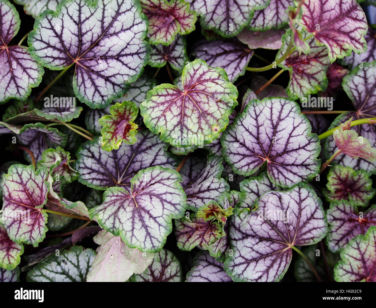 Purpurglöckchen, Alumroot - Heuchera "Green Spice" Stockfoto