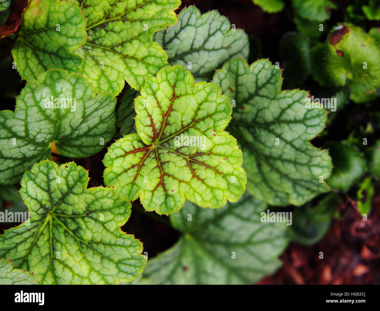 Purpurglöckchen, Alumroot - Heuchera "Green Spice" Stockfoto