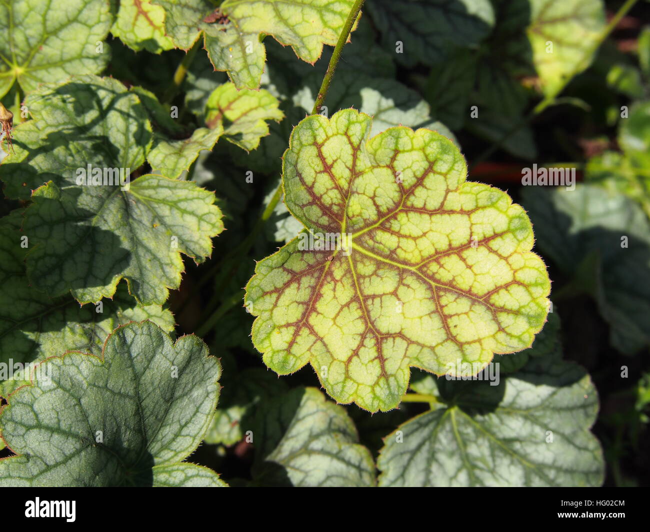 Purpurglöckchen, Alumroot - Heuchera "Green Spice" Stockfoto