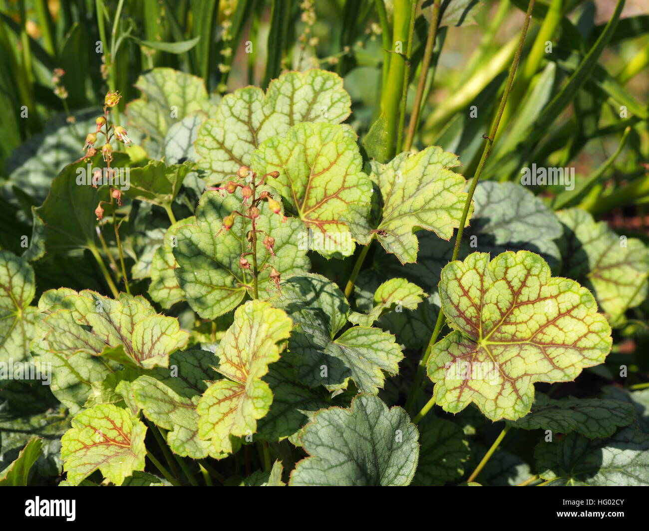 Purpurglöckchen, Alumroot - Heuchera "Green Spice" Stockfoto