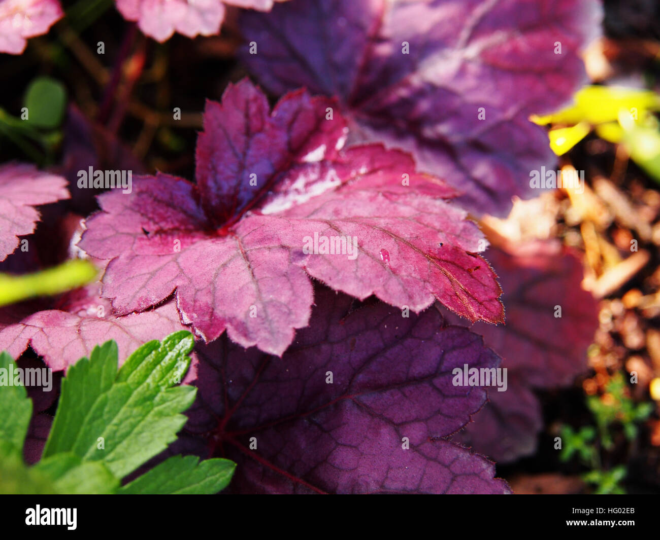 Purpurglöckchen, Alumroot - Heuchera "Grape Soda" Stockfoto