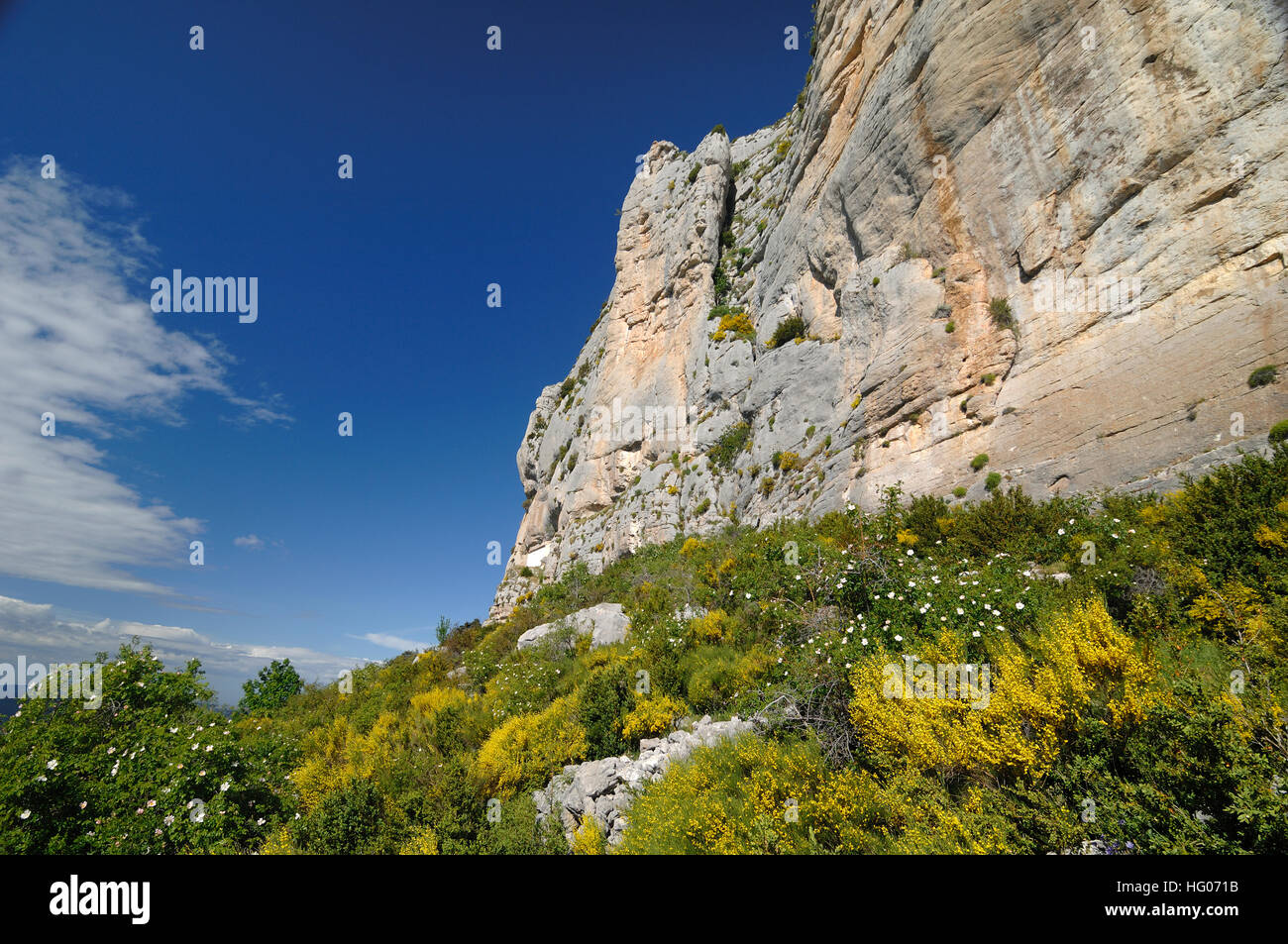 Robion Cliff oder Felsen und blühenden Ginster in der Verdon-Schlucht Alpes-de-Haute-Provence Frankreich Stockfoto