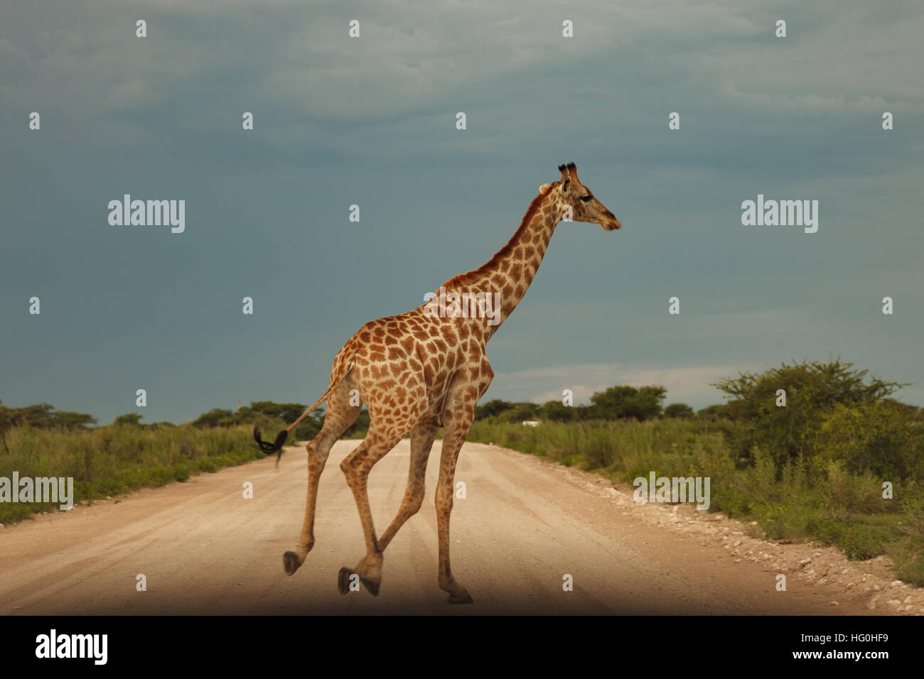 Giraffe im Busch bei Sonnenuntergang gegen den Himmel im Etosha Park, Namibia, Südafrika Stockfoto