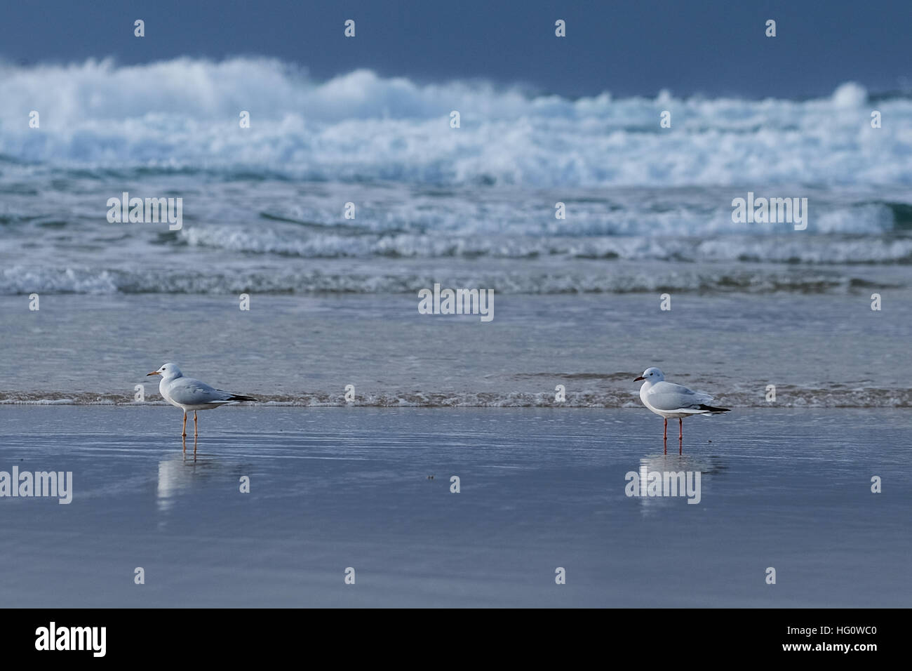 Ashdod, Israel. 2. Januar 2017. Möwen Ashdod mediterranen Strand genießen. Die Stadt kämpft, um zu überwachen und zu beheben Schäden, die durch ein Kraftwerk, Raffinerie, einer der verkehrsreichsten Häfen des Landes und Zehntausende von Gallonen von Abwasser, das täglich aus dem Gazastreifen ins Mittelmeer fließt. Bildnachweis: Nir Alon/Alamy Live-Nachrichten Stockfoto