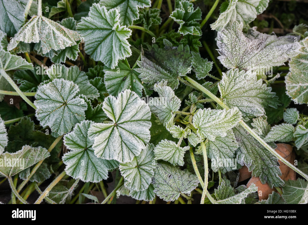 Eis auf Pflanzen in der kalten Morgen Stockfoto