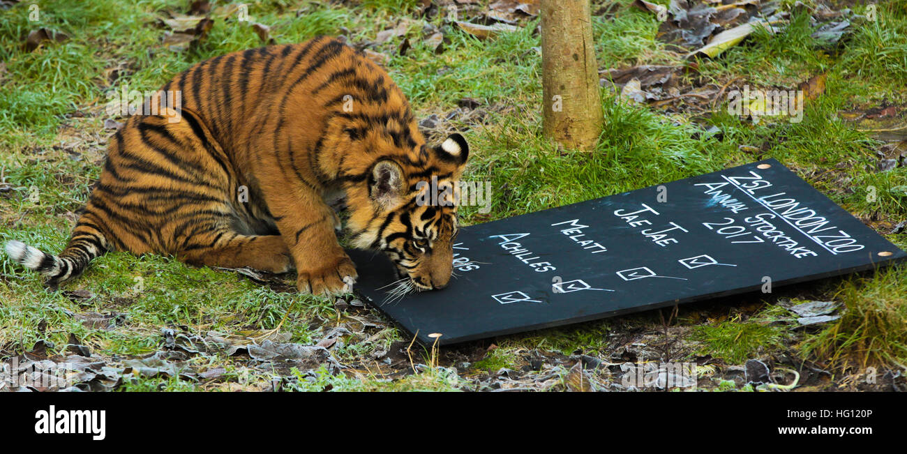 London, UK. 3. Januar 2017. Achilles - Sumatra Cub. Heimat von mehr als 800 einzigartige Spezies im Londoner Zoo, Bestandsaufnahme Tierpfleger Jedes wirbellosen, Vogel, Fisch, Säugetier, Reptilien und Amphibien zählen jedes Tier in der jährlichen Bilanz. Der einwöchigen obligatorische Graf ist als Teil des Londoner Zoo Lizenz erforderlich ist, die Ergebnisse werden protokolliert und die Daten an Zoos auf der ganzen Welt zum internationalen Zuchtprogrammen verwalten. Bildnachweis: Dinendra Haria/Alamy Live-Nachrichten Stockfoto