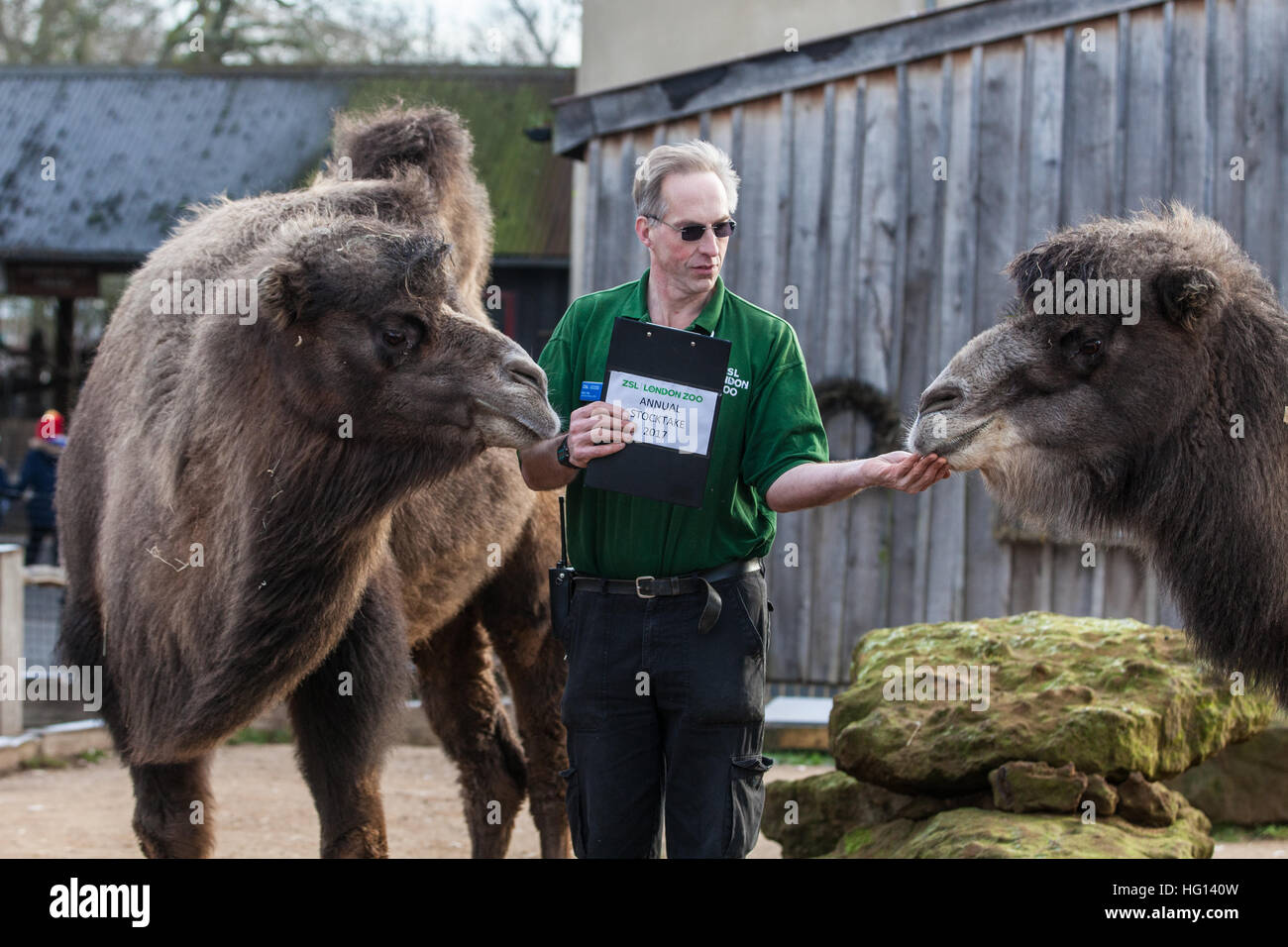 London, Großbritannien. 3. Januar, 2017. Keeper Mick Tiley feeds Baktrischen Kamele während der 2017 jährliche Inventur im ZSL London Zoo. Credit: Mark Kerrison/Alamy leben Nachrichten Stockfoto