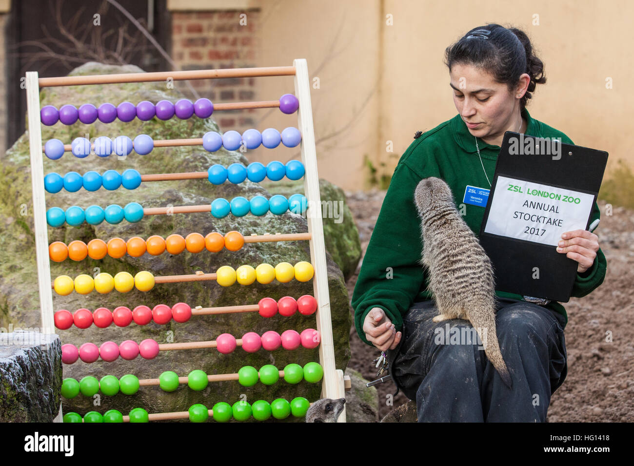 London, Großbritannien. 3. Januar, 2017. Keeper Veronica Heldt feeds Erdmännchen während der 2017 jährliche Inventur im ZSL London Zoo. Credit: Mark Kerrison/Alamy leben Nachrichten Stockfoto