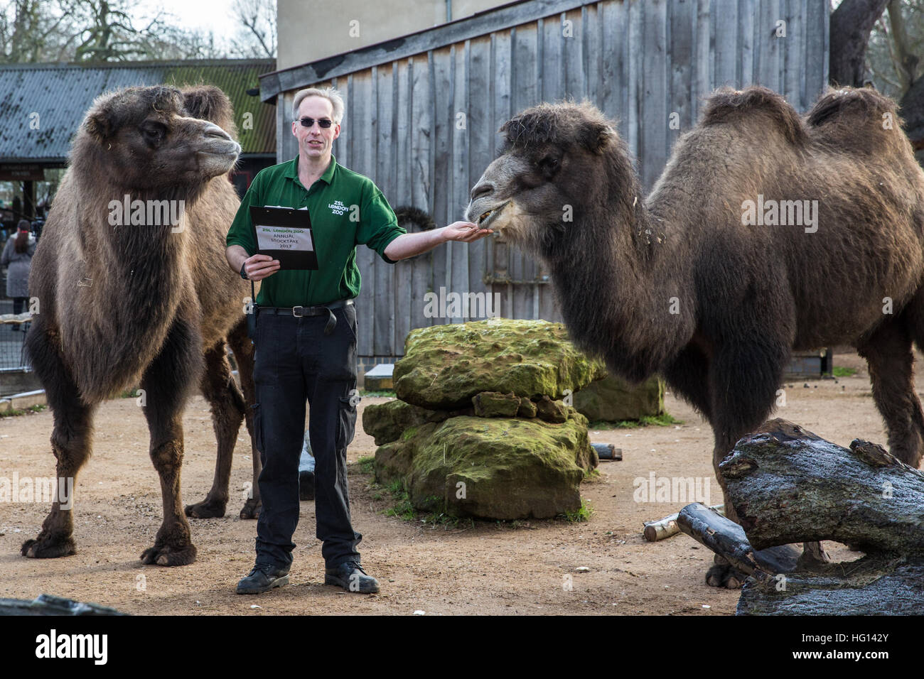 London, Großbritannien. 3. Januar, 2017. Keeper Mick Tiley feeds Baktrischen Kamele während der 2017 jährliche Inventur im ZSL London Zoo. Credit: Mark Kerrison/Alamy leben Nachrichten Stockfoto