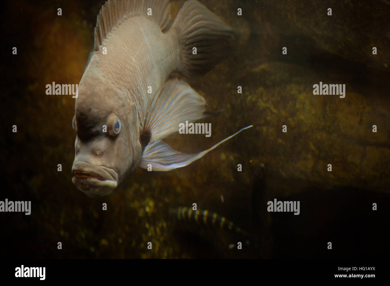 Cichlid Fisch Stockfoto