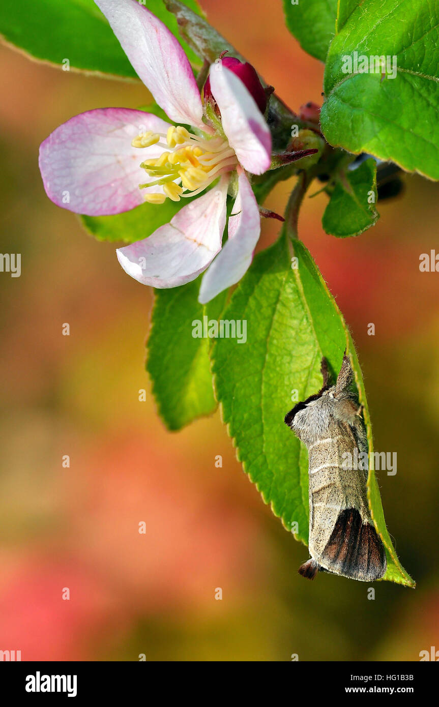 Schokolade-Tip (Clostera Curtula) Motte ruht auf einem Apfelbaum. Stockfoto