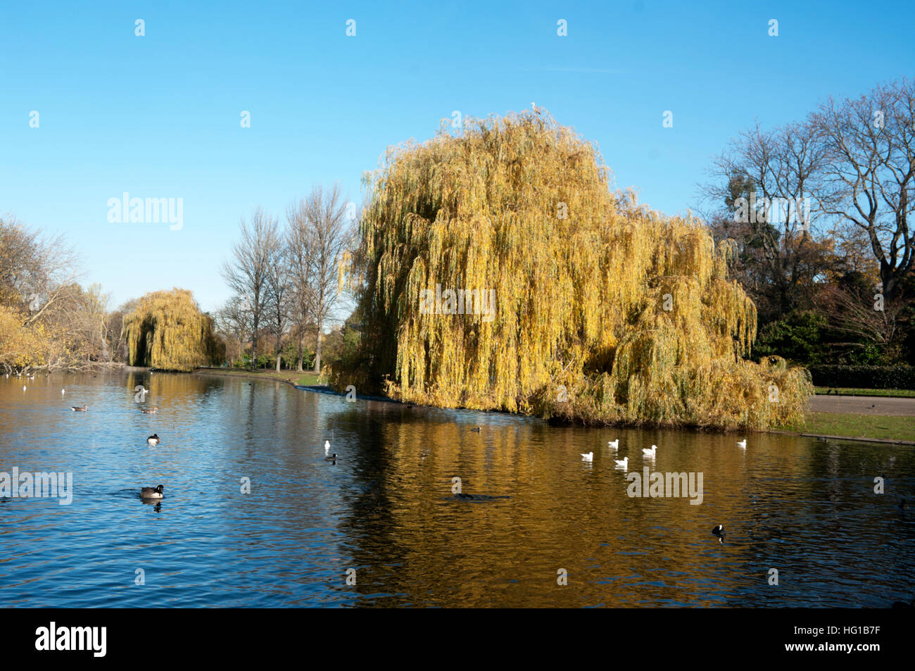 London, Regents Park Bootfahren See Herbst, England Stockfoto