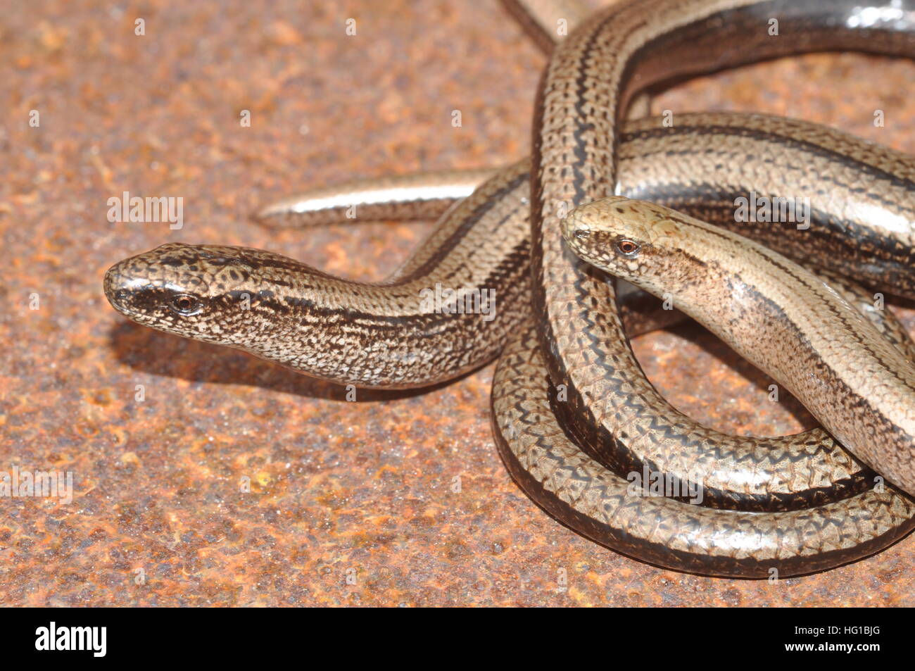 Langsam-Wurm (Anguis Fragilis), männliche und weibliche Stockfoto