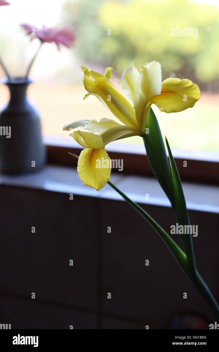 Schöne frisch geschnittene gelbe holländische Iris. In Südafrika als Hollandse Iris bekannt. Zwiebelpflanze, die im späten Frühjahr bis zum frühen Sommer blüht. Stockfoto
