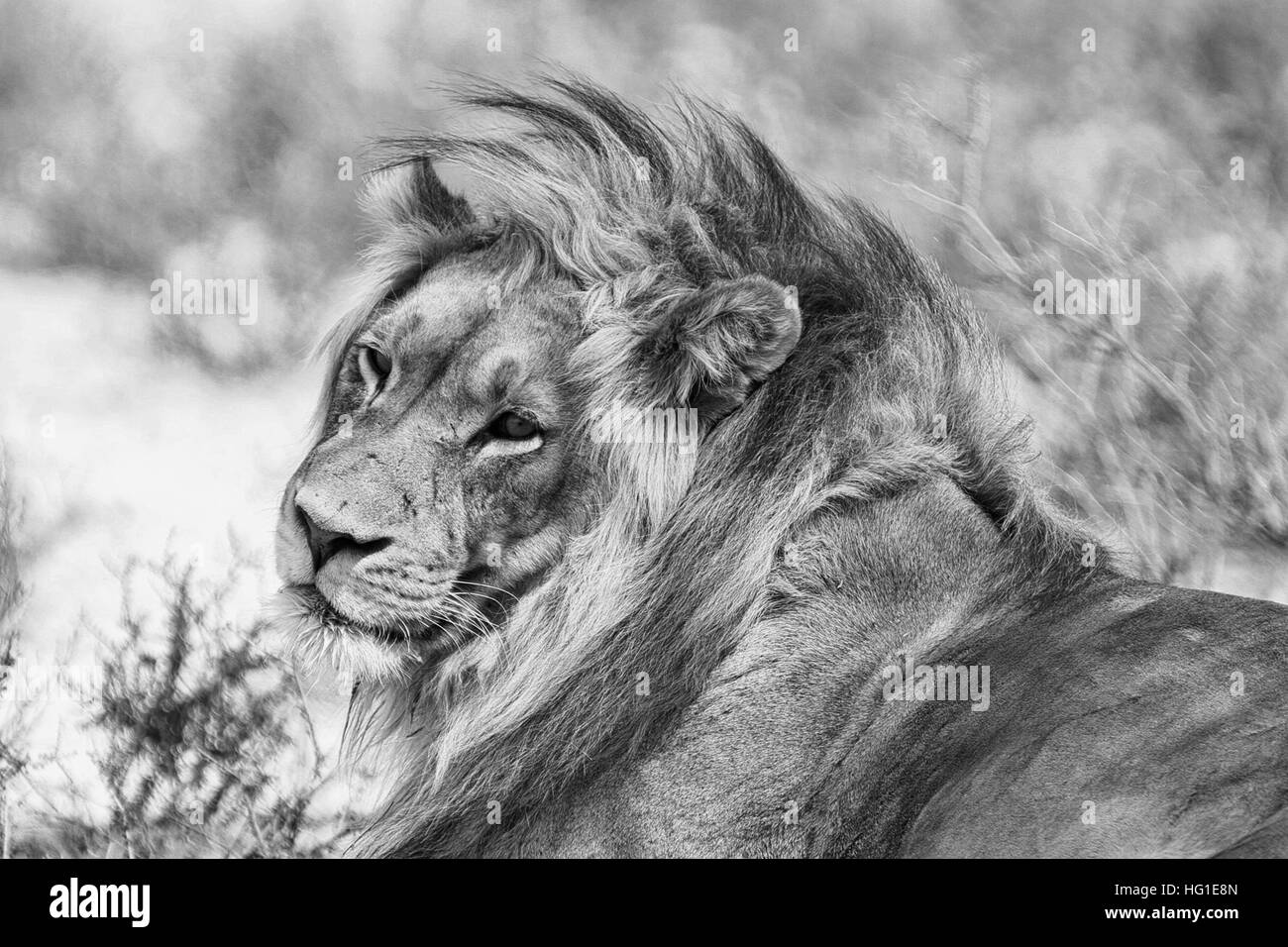 Männlicher Löwe im Kgalagadi Stockfoto