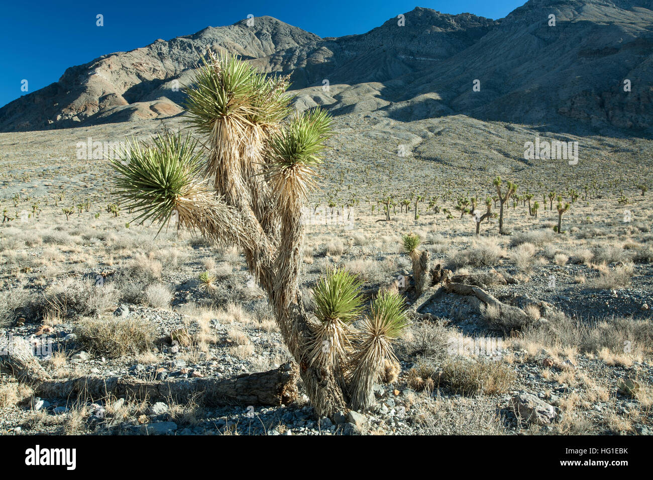 Joshua Bäume (Yucca Brevifolia) und Berge, Death Valley Nationalpark, Kalifornien [in der Nähe von Tin Berg] Stockfoto