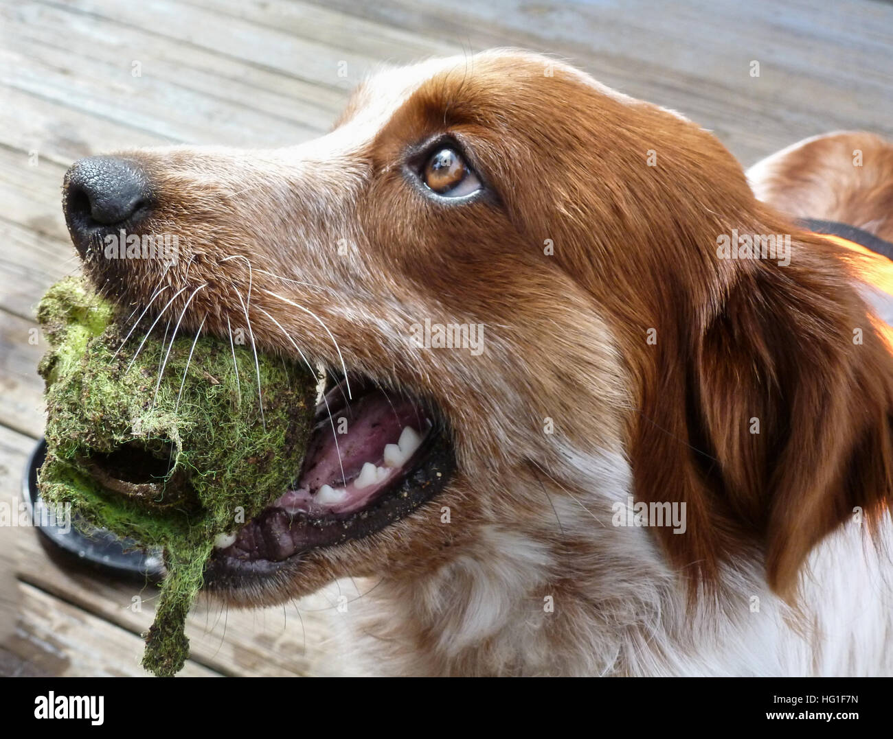 Glücklicher junger Hund mit einem gut getragen Tennisball bereit zum spielen. Einen roten und weißen Welpen auf der Suche nach Aktivität, Augen hoffnungsvoll und hell Stockfoto