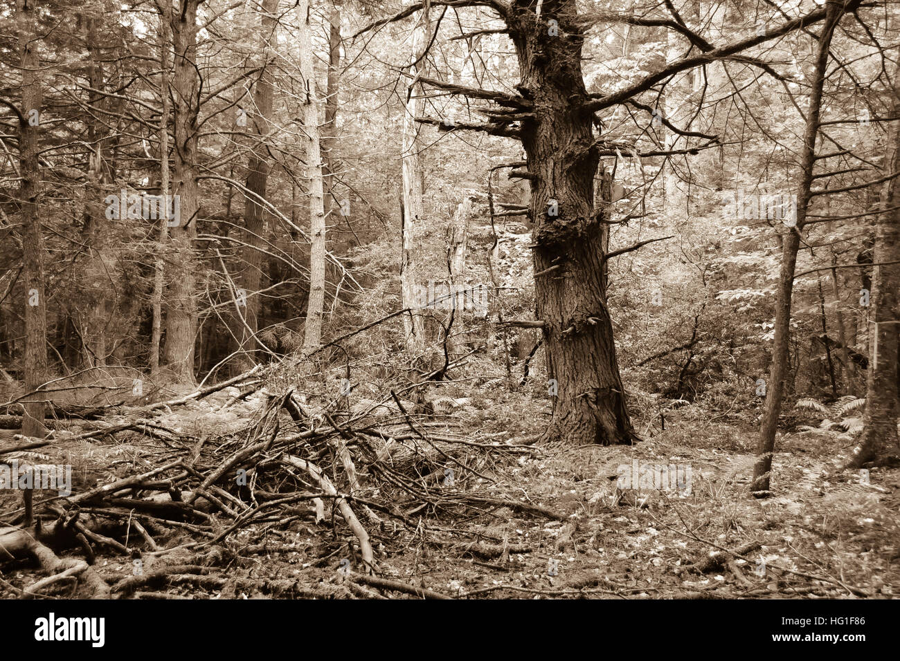 Landschaft des verwitterten Baumes in einer bewaldeten Lichtung. Sepia-Farbton, Textur, Licht auf viele Blätter von kleinen Bäumen hinter dem Motiv. Stockfoto