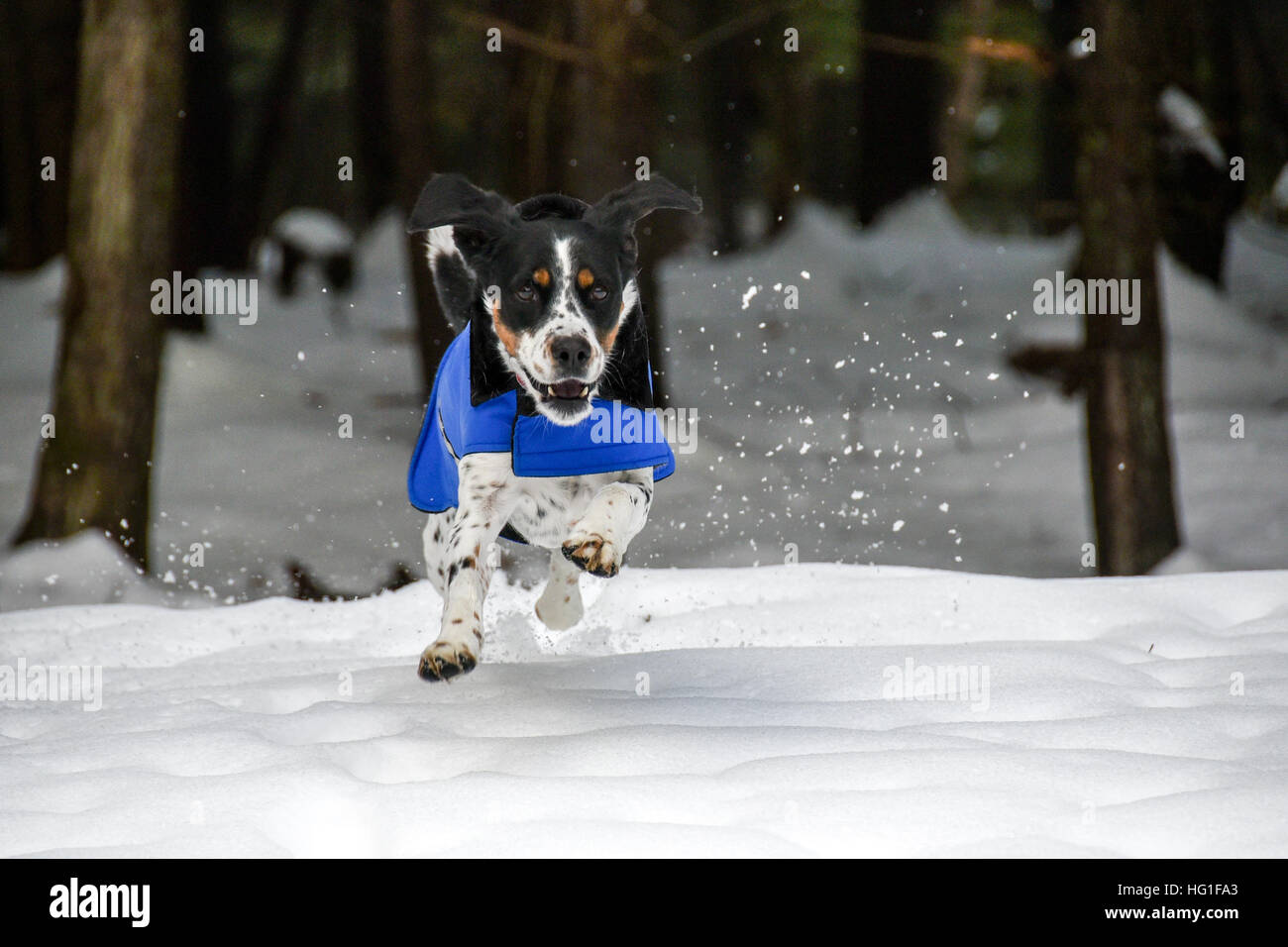 Junger Hund Rennen durch den Schnee-Kopf auf einen Ball zu jagen, vom Ohren flattern und alle vier Füße Boden Stockfoto