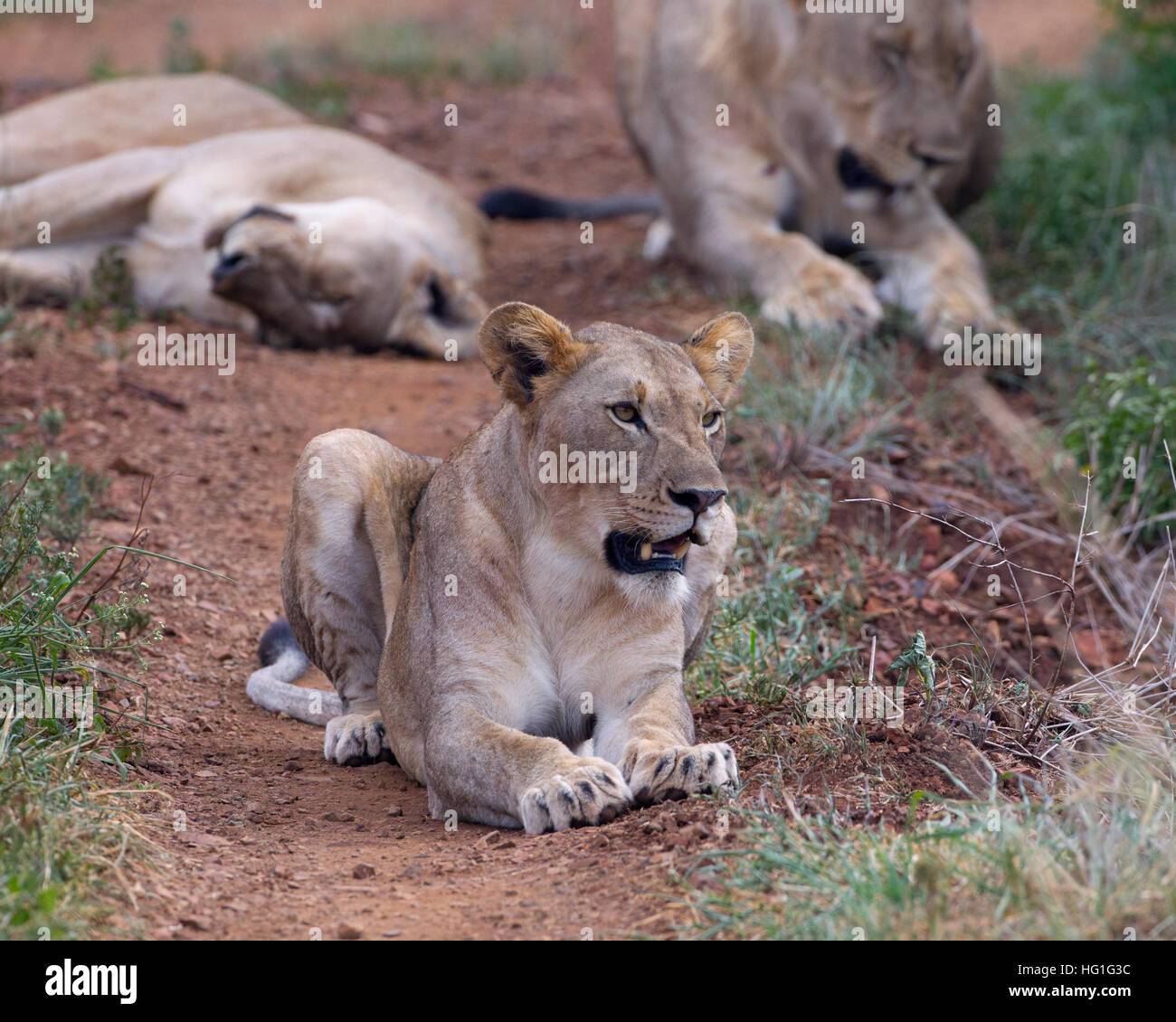 Afrikanische Löwen Panthera leo Stockfoto