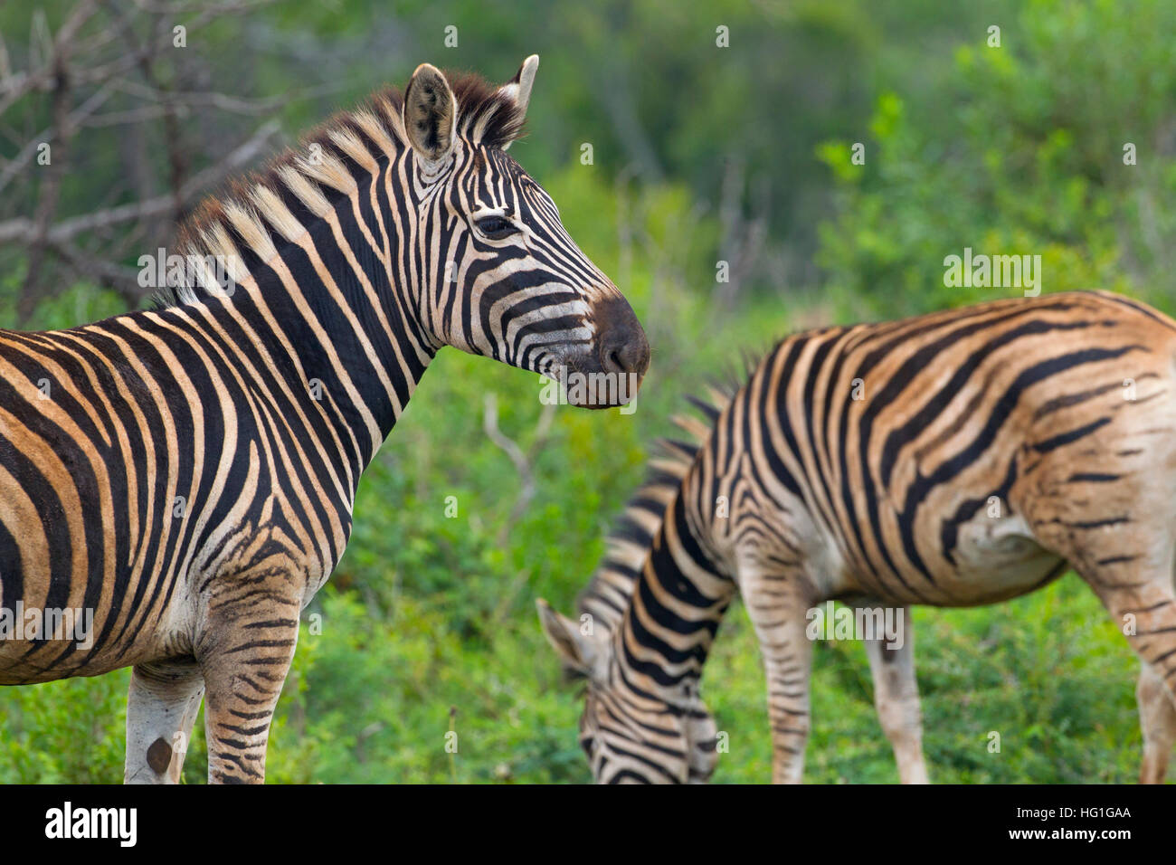 Burchell Zebra (Equus Quagga Burchellii) Natal S. Africa Stockfoto