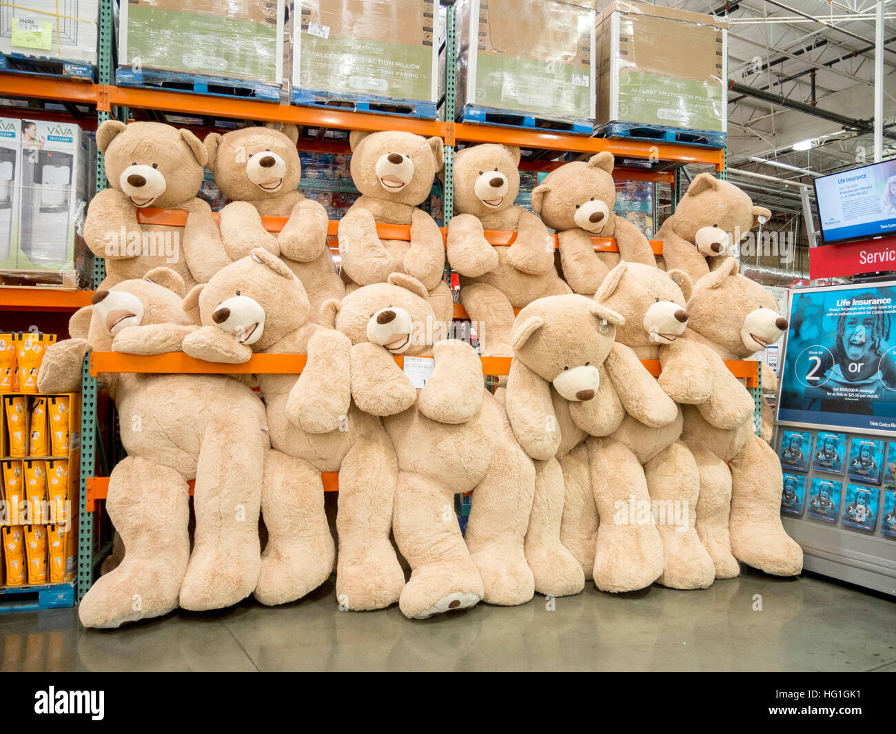 Riesigen Teddybären sind zum Verkauf an ein Display in einem Laguna Niguel, CA, Costco big Box speichern. Stockfoto