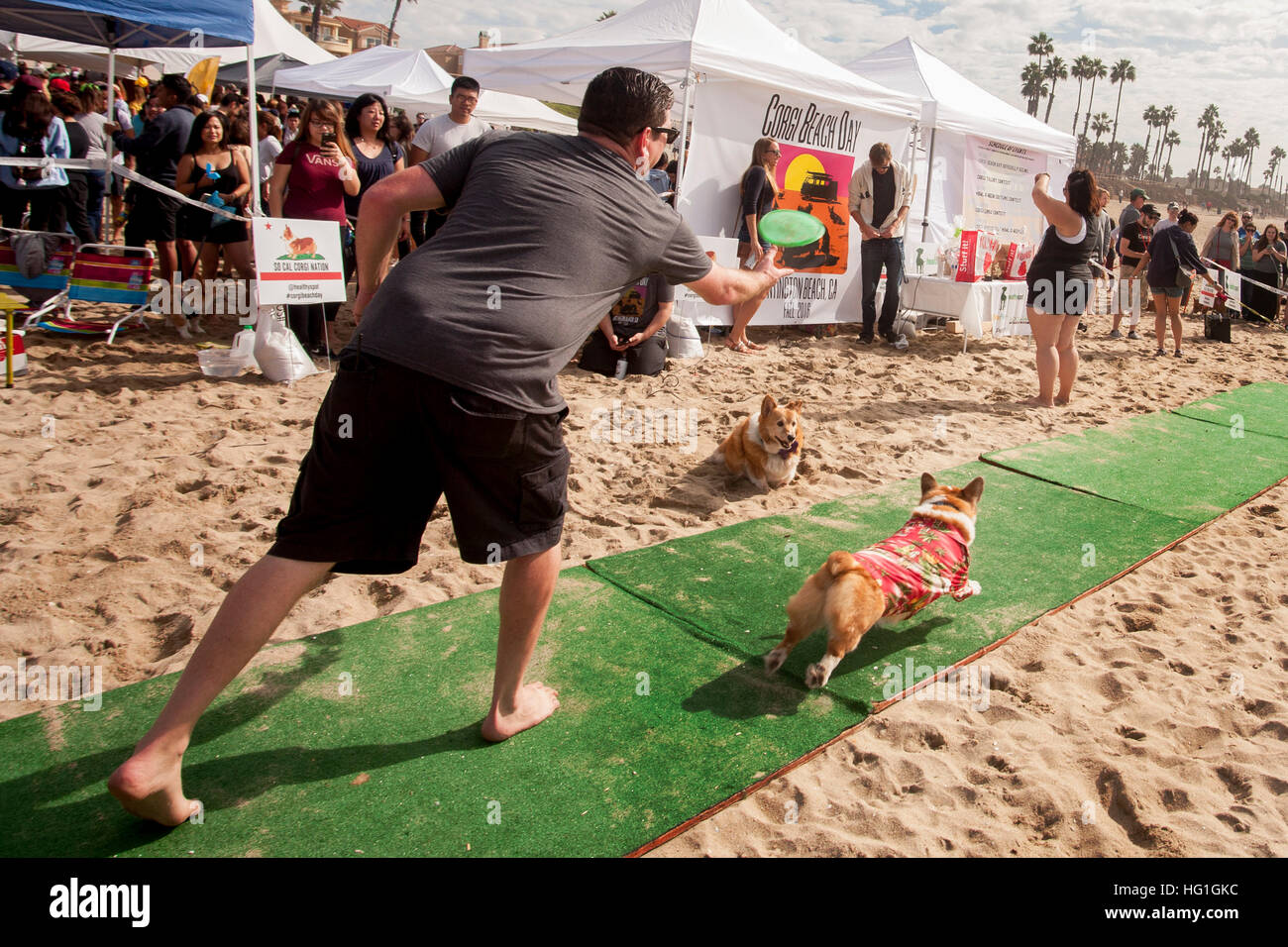 Der Besitzer eines Hundes Welsh Corgi wirft einen Frisbee für den Hund Corgi Hund Festival auf dem Sand in Huntington Beach, Kalifornien zu fangen. Stockfoto