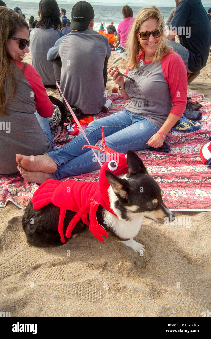 Ein Welsh Corgi Hund trägt ein Hummer-Kostüm bei einem Corgi Hund Festival auf dem Sand in Huntington Beach, Kalifornien. Stockfoto