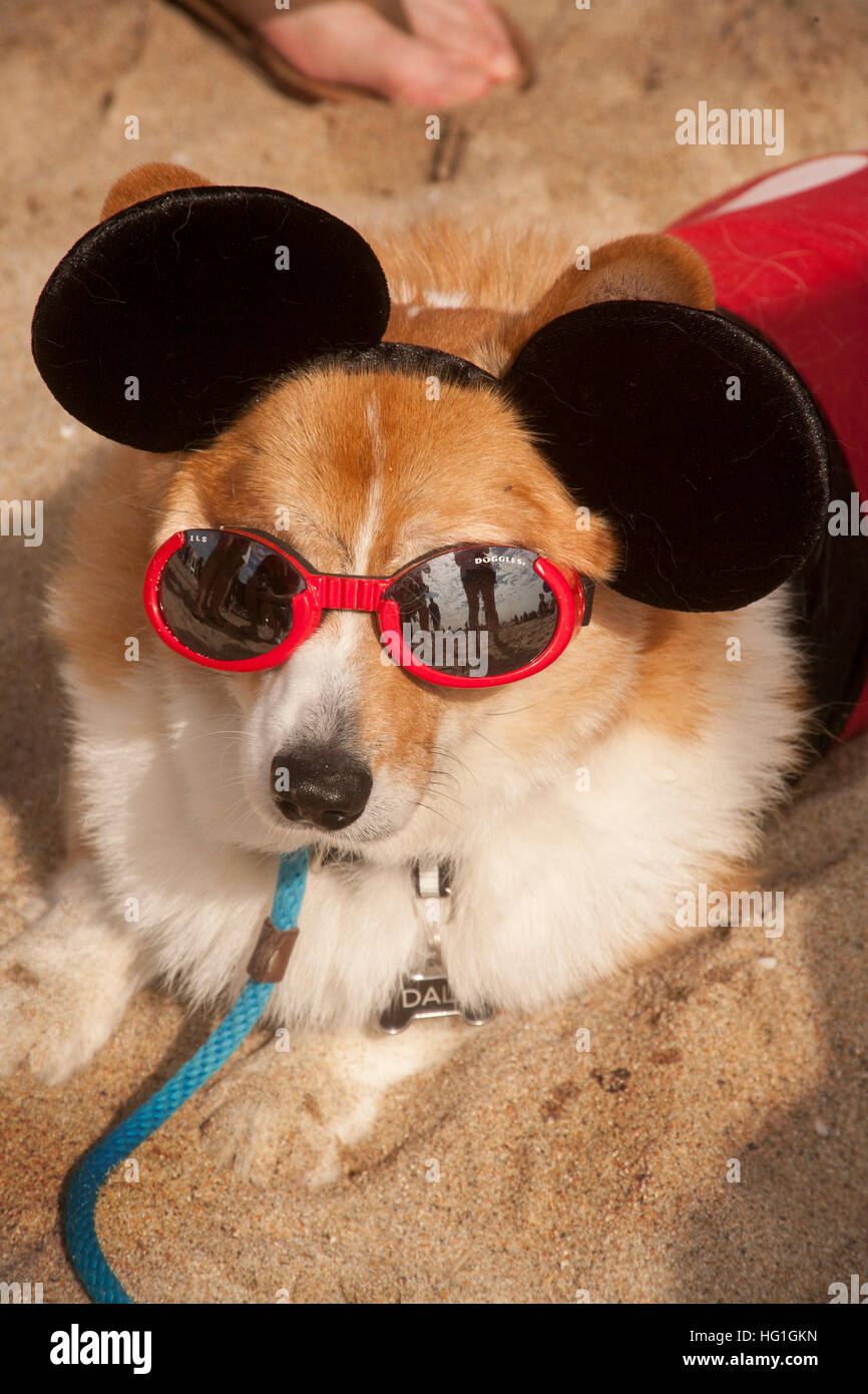Ein Welsh Corgi Hund trägt und Hund Sonnenbrille genannt "Doggles" einem Corgi Hund Festival auf dem Sand in Huntington Beach, Kalifornien Stockfotografie - Alamy