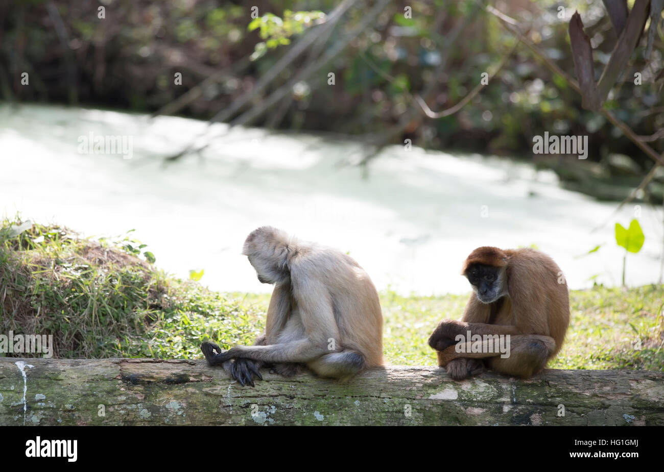 Geoffroy Klammeraffen entspannend auf einem Baumstamm Stockfoto