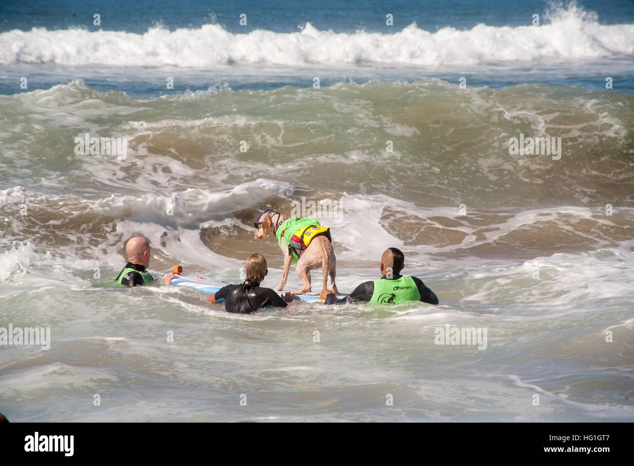 Reiten auf einem Surfbrett und begleitet von ihren Besitzern ein Golden Doodle Hund zum Surfen in einem Hund-Surf-Wettbewerb in Huntington Beach, CA. Hinweis Schwimmweste reitet. Stockfoto