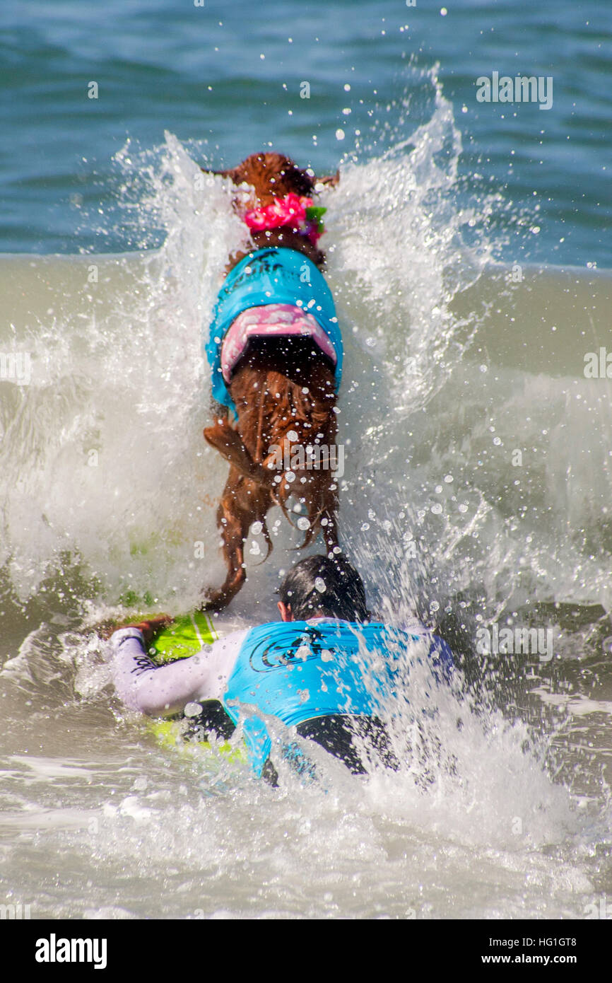 Reiten auf einem Surfbrett und begleitet von ihrem Besitzer ein Hund zum Surfen in einem Hund-Surf-Wettbewerb in Huntington Beach, CA. Hinweis Schwimmweste reitet. Stockfoto
