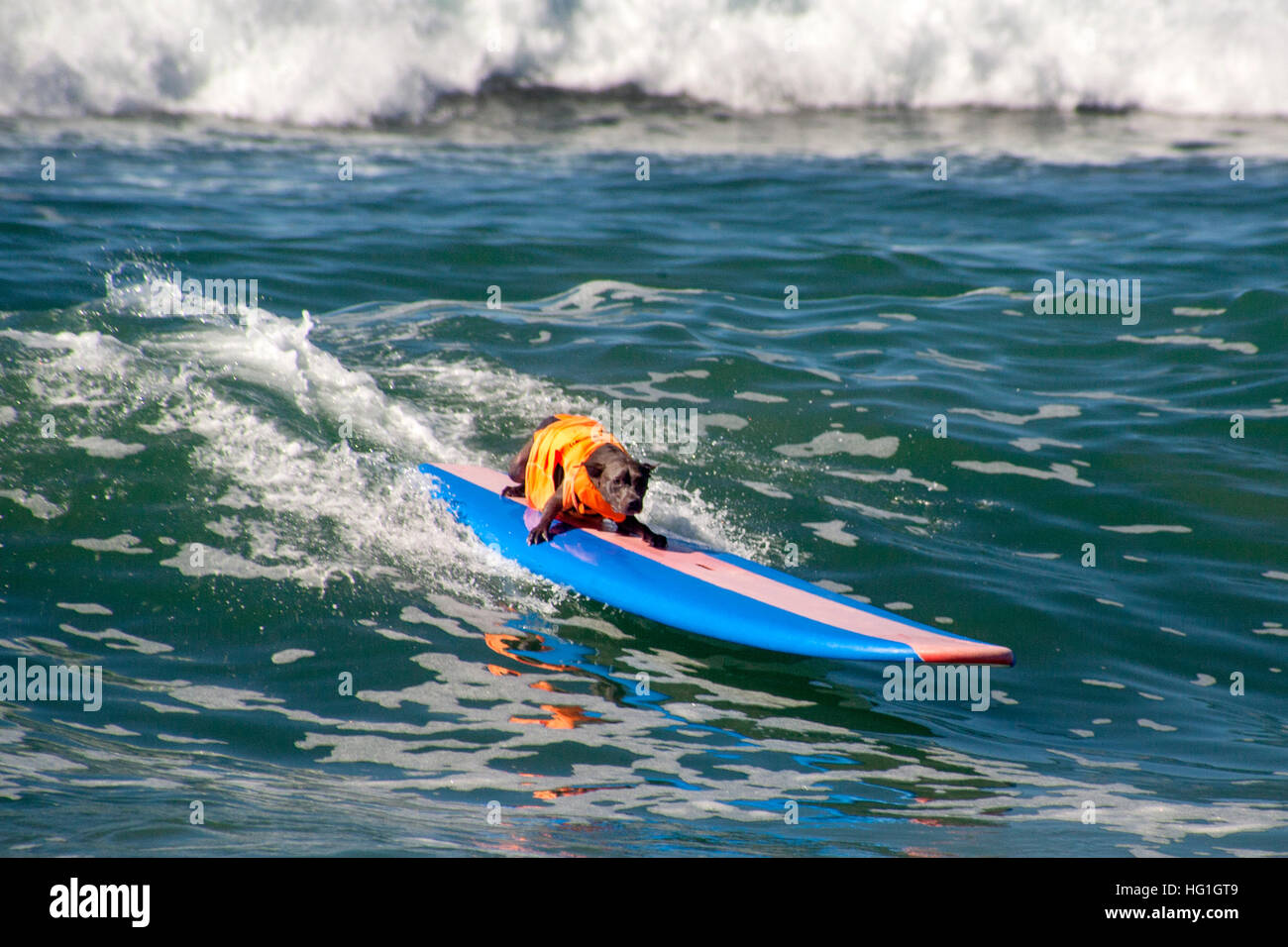 Ein Chocolate Labrador Retriever reitet ein Surfbrett in eine zeitgesteuerte Hund Surf-Wettbewerb in Huntington Beach, CA. Hinweis Rettungsweste. Stockfoto