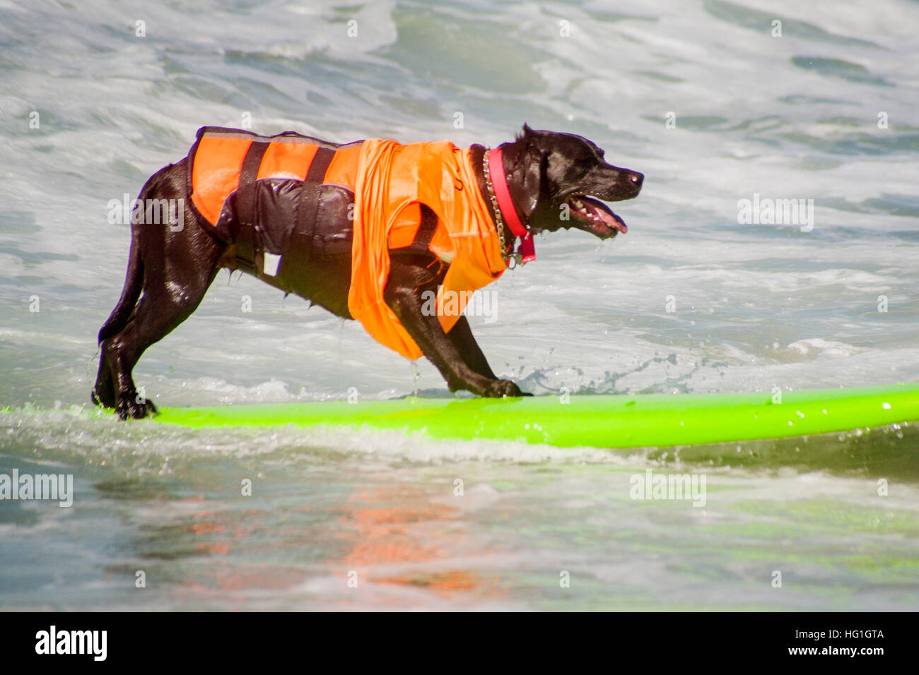 Ein Chocolate Labrador Retriever reitet ein Surfbrett in eine zeitgesteuerte Hund Surf-Wettbewerb in Huntington Beach, CA. Hinweis Rettungsweste. Stockfoto