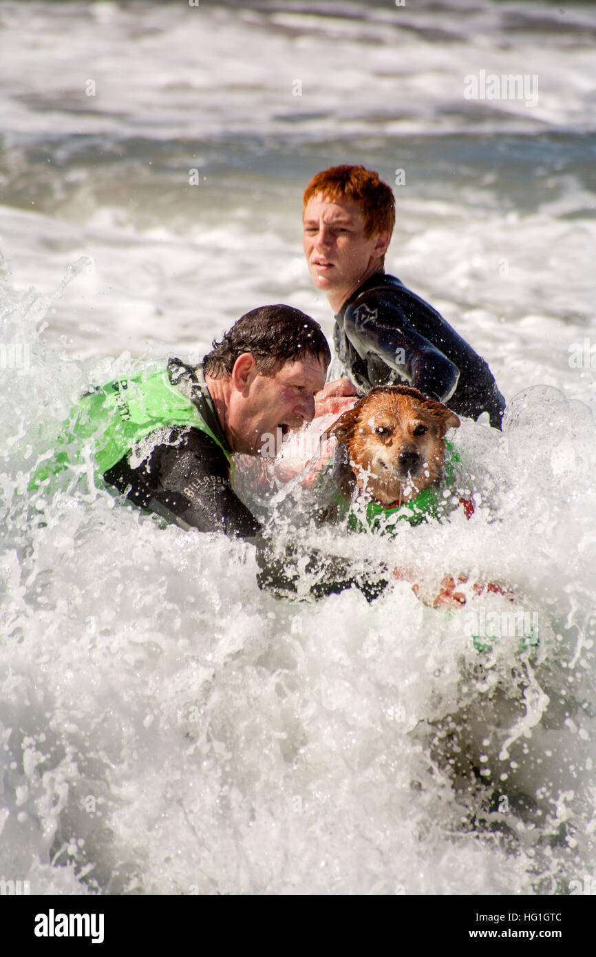 Ermutigt von seinem Besitzer, einem Queensland Heeler Hund Fahrten ein Surfbrett in eine zeitgesteuerte Hund Surf-Wettbewerb in Huntington Beach, CA. Hinweis Rettungsweste. Stockfoto