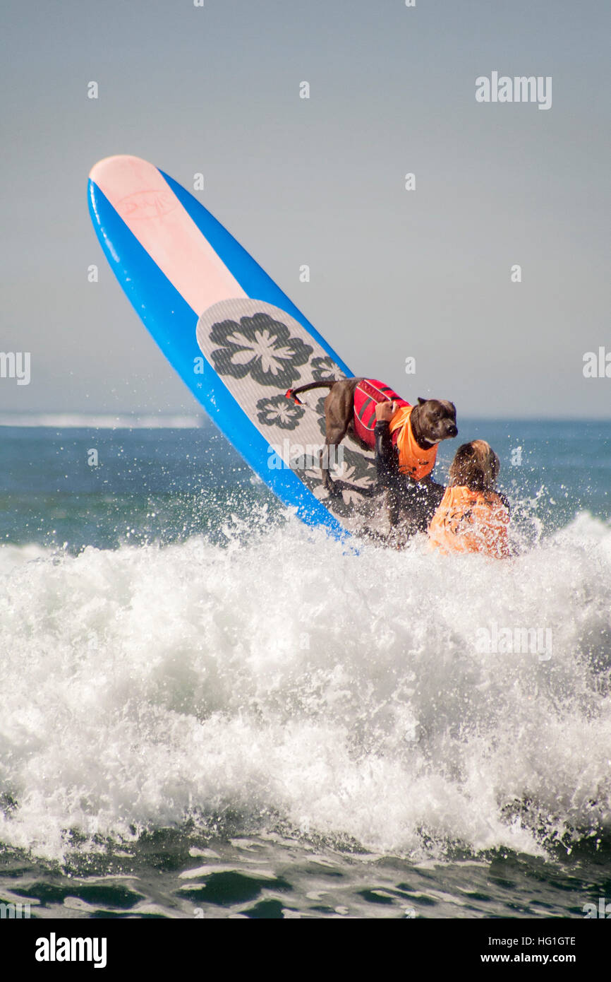 Begleitet von seinen Besitzern, reitet ein Hund ein Surfbrett in eine zeitgesteuerte Hund Wettbewerb in Huntington Beach, CA. Hinweis Rettungsweste surfen. Stockfoto
