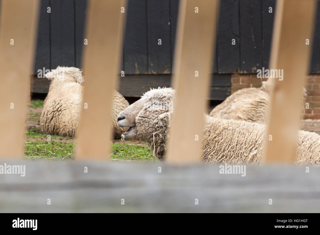 Schafe sind in einem Hof hinter einem Holzzaun. Stockfoto