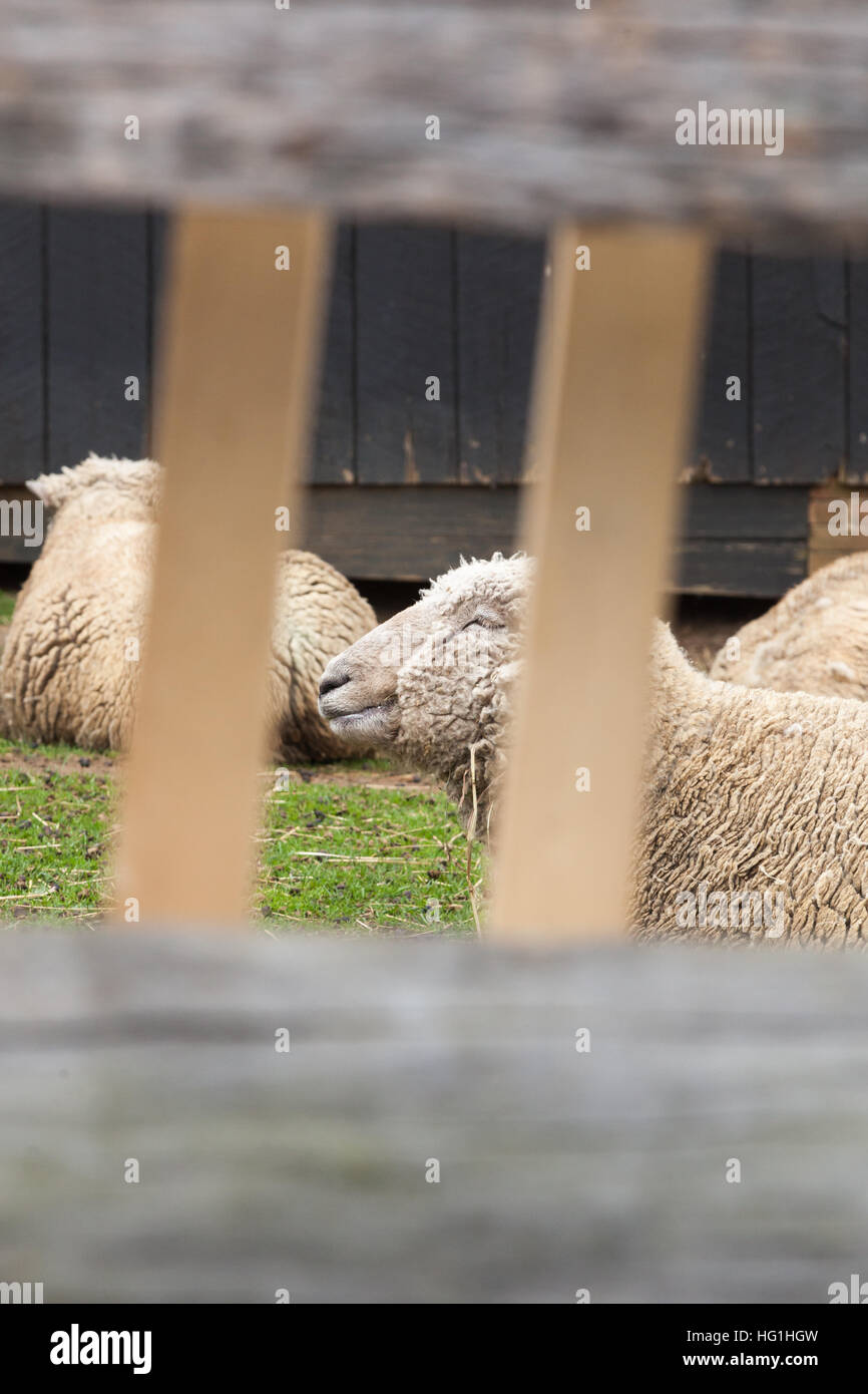 Schafe sind in einem Hof hinter einem Holzzaun. Stockfoto