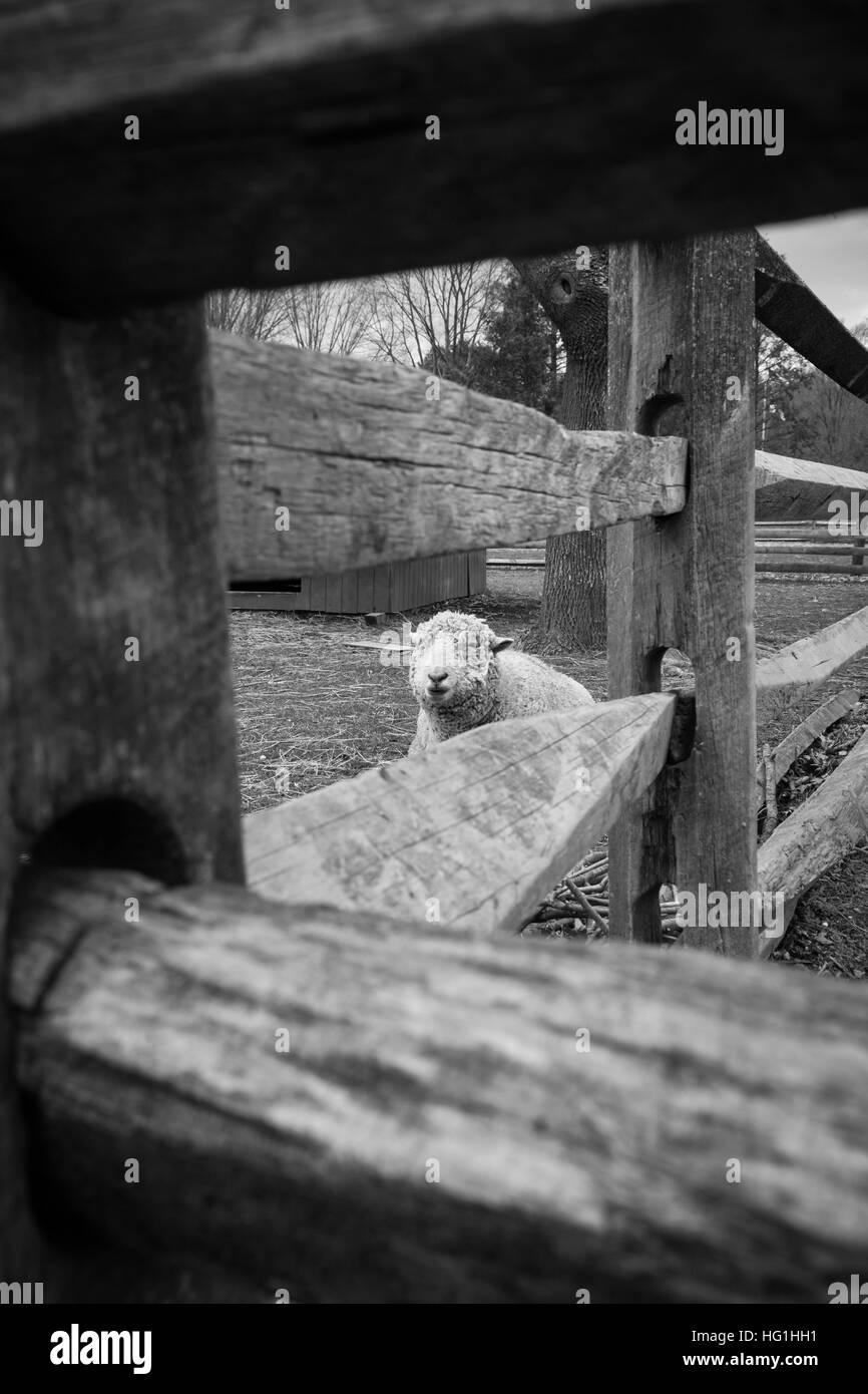 Ein Schaf schaut hinter einem Zaun aus Holz Bauernhof. Stockfoto