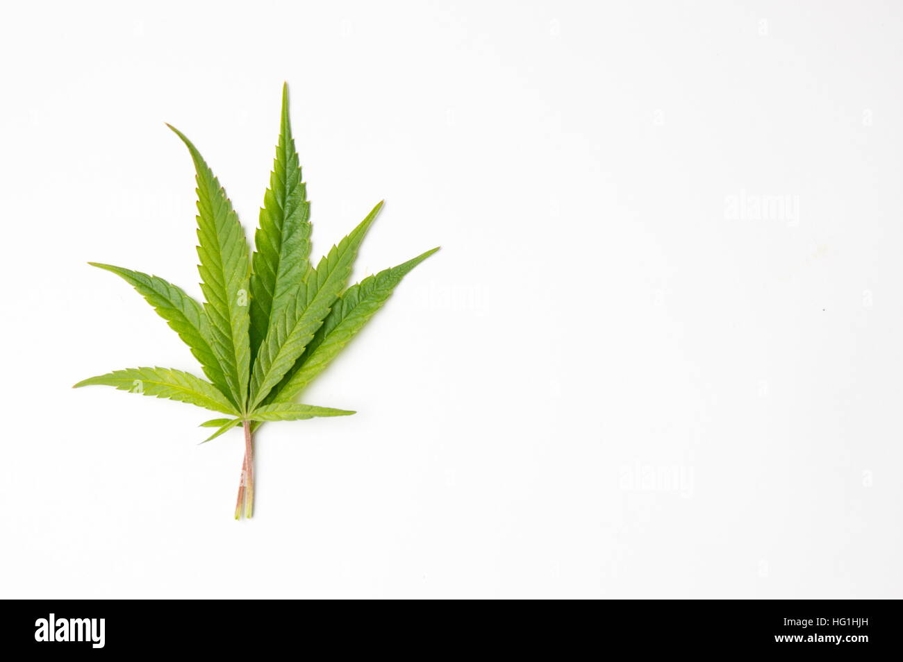 Frisches Grün Marihuanablatt auf weißem Hintergrund Stockfoto