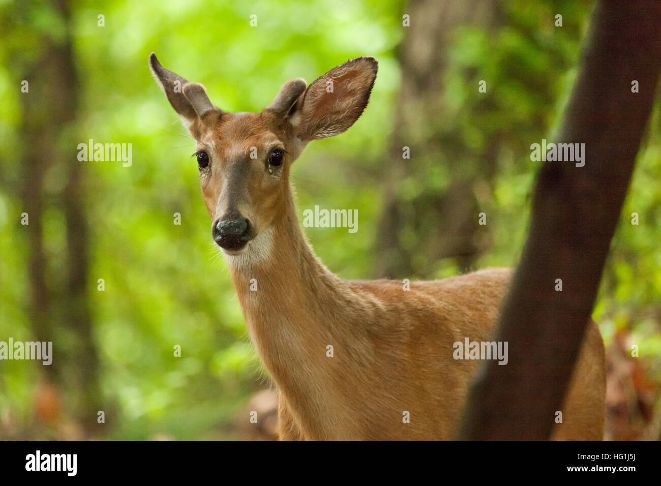 Eine junge männliche weiß - angebundene Rotwild Pappbrille im Wald. Sein Geweih fangen an zu wachsen. Stockfoto