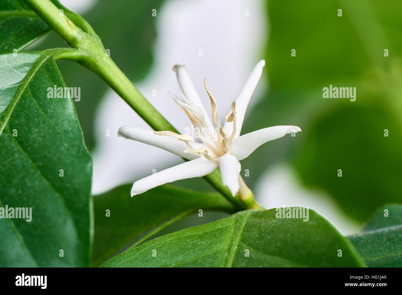 Nahaufnahme des Arabica-kaffees Blume. Arabica Kaffee Baum ist eine der am häufigsten angebauten Kaffee Baum. Stockfoto