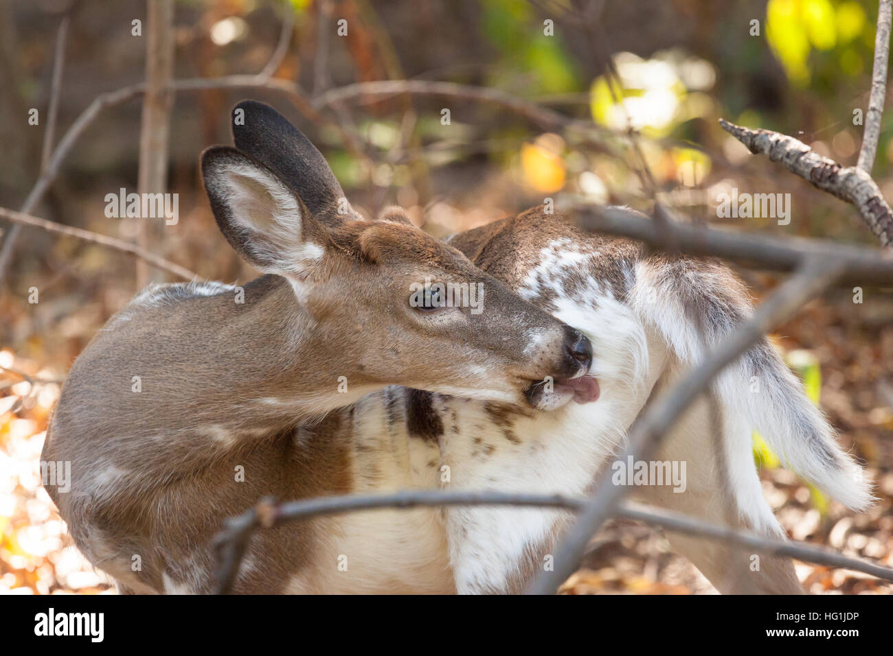 Ein piebald weiß - angebundene Rotwild buck Kratzer selbst in den Wäldern. Stockfoto