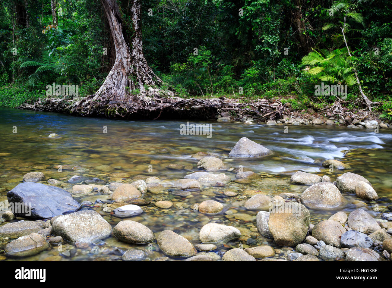 Baumwurzeln wegen Hochwassers am Babinda Creek ausgesetzt. Weit North Queensland, Australien Stockfoto