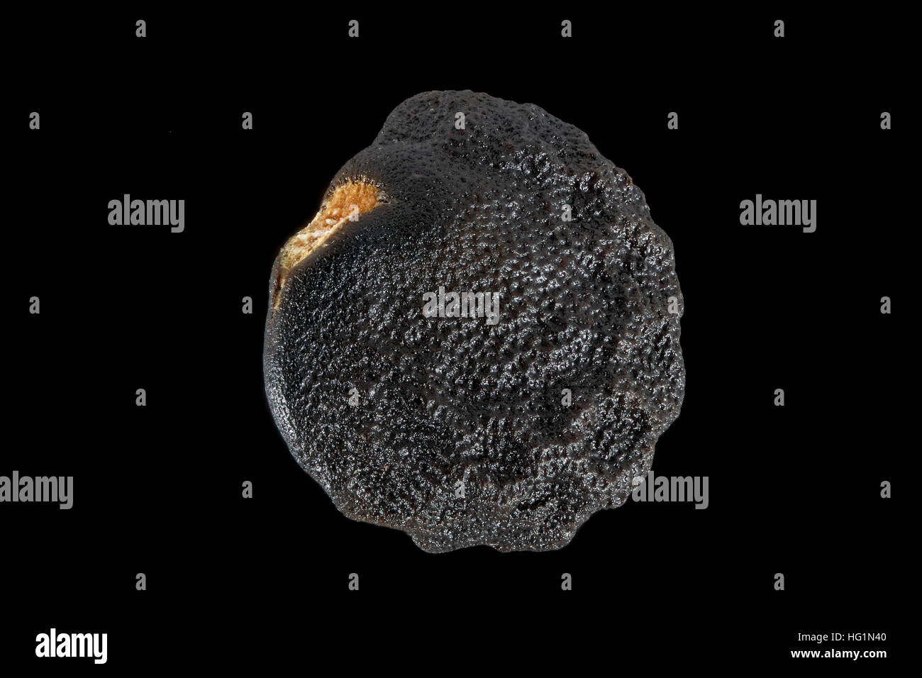 Datura Stramonium, Jimson Unkraut, Stechapfel, Samen, Nahaufnahme, Samen Größe 3-4 mm Stockfoto