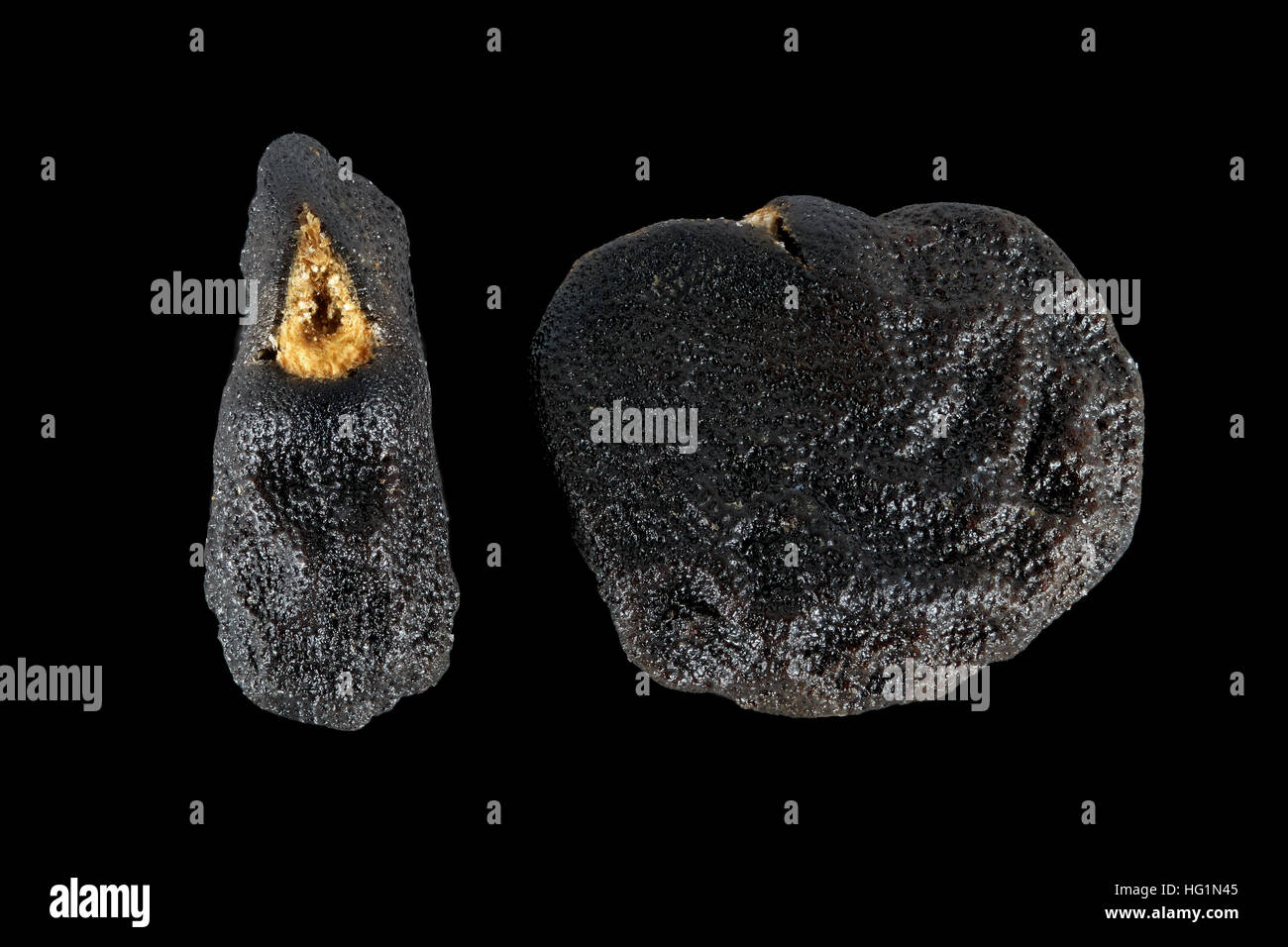 Datura Stramonium, Jimson Unkraut, Stechapfel, Samen, Nahaufnahme, Samen Größe 3-4 mm Stockfoto